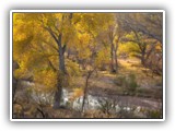 Alamito Creek Preserve 12-09 005