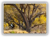 Alamito Creek Preserve 12-09 037