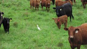 Cattle could help meet EPA emissions target