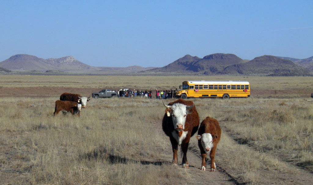cattle-and-schoolbus