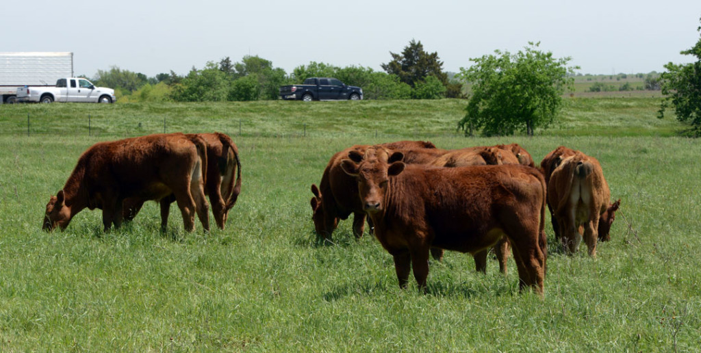 pace-steers