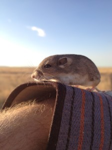 While the drought persists, recent rains have been a boon to small rodents, like this silky pocket mouse found on the Dixon Ranches Mimms Unit near Marfa. (By Bobby Allcorn/Borderlands Research Institute)