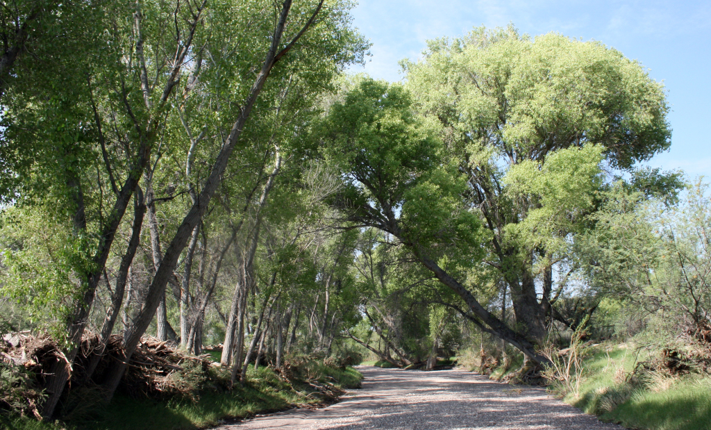 Alamito Creek Preserve