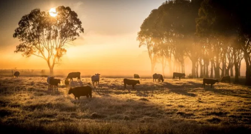 cattle grazing at sunset