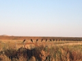 Grass workshop at Dixon Ranches Mimms Unit